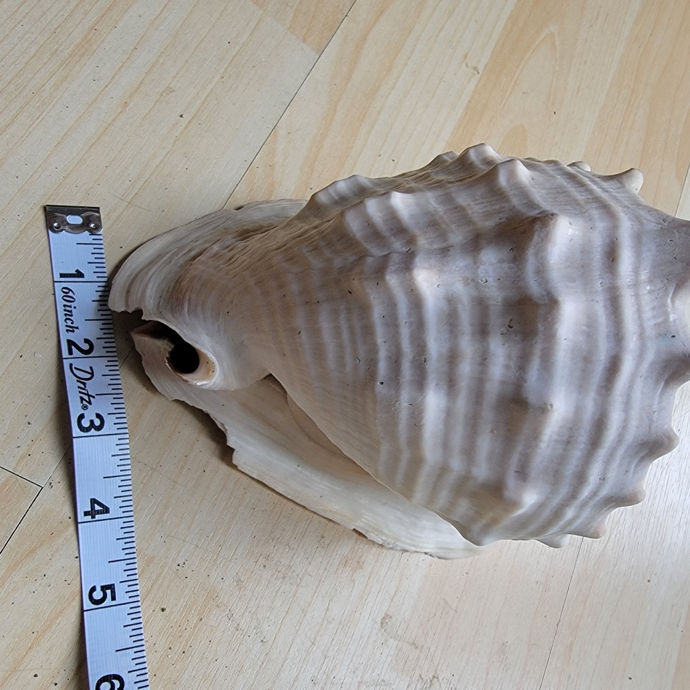 Large Beach Seashell Tan and Brown Cowrie Shell Decor Accent - Picture 8 of 9